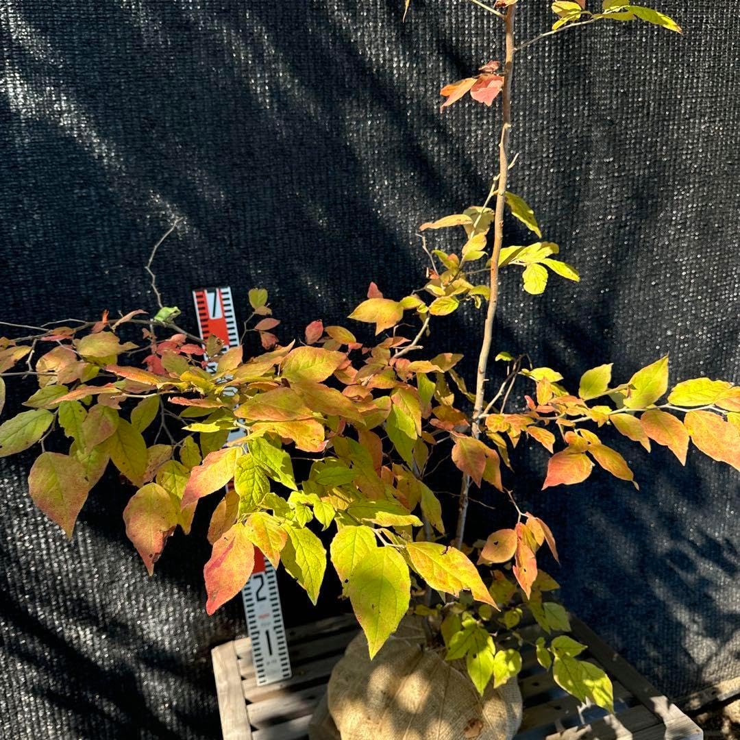 山採り ナツハゼ 本株立ち 山採りナツハゼ N H120cm W110cm ナツハゼ